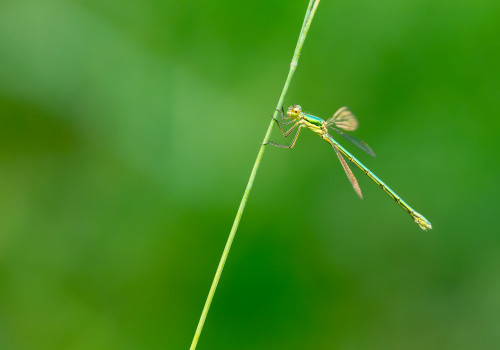 lestes virens le leste verdoyant femelle lestes virens le leste verdoyant femelle