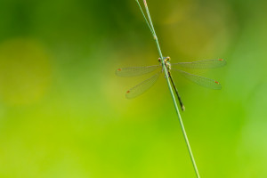 lestes virens le leste verdoyant femelle lestes virens le leste verdoyant femelle