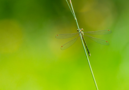 lestes virens le leste verdoyant femelle lestes virens le leste verdoyant femelle