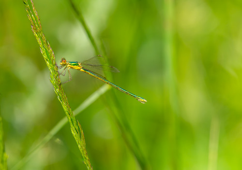 lestes virens le leste verdoyant femelle lestes virens le leste verdoyant femelle