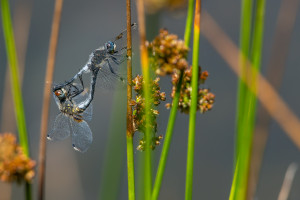 leucorrhinia albifrons leucorrhine a front blanc couple leucorrhinia albifrons leucorrhine a front blanc couple
