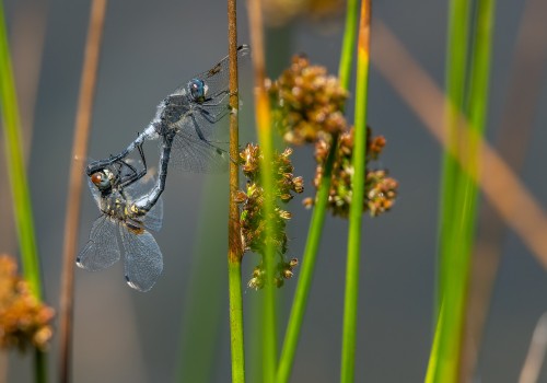 leucorrhinia albifrons  leucorrhine a front blanc  couple