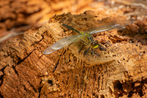 leucorrhinia albifrons leucorrhine a front blanc femelle leucorrhinia albifrons leucorrhine a front blanc femelle