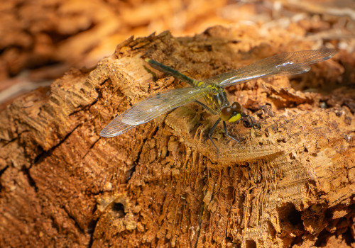 leucorrhinia albifrons  leucorrhine a front blanc  femelle