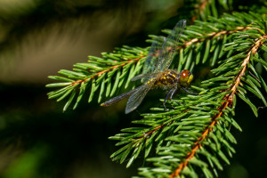 leucorrhinia albifrons leucorrhine a front blanc femelle leucorrhinia albifrons leucorrhine a front blanc femelle