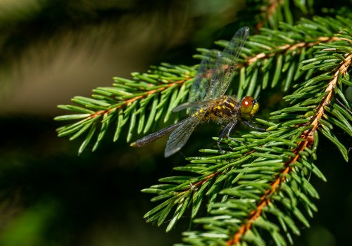 leucorrhinia albifrons  leucorrhine a front blanc  femelle
