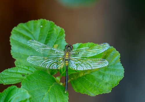 leucorrhinia albifrons  leucorrhine a front blanc  femelle