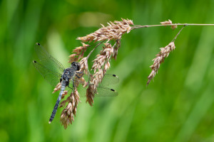 leucorrhinia albifrons leucorrhine a front blanc male leucorrhinia albifrons leucorrhine a front blanc male