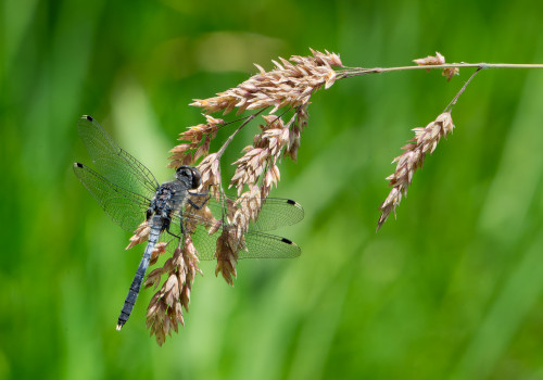 leucorrhinia albifrons  leucorrhine a front blanc  male
