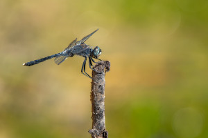 leucorrhinia albifrons leucorrhine a front blanc male leucorrhinia albifrons leucorrhine a front blanc male