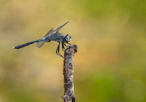 leucorrhinia albifrons  leucorrhine a front blanc  male