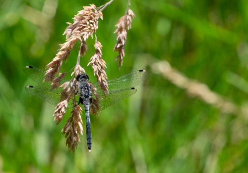 leucorrhinia albifrons  leucorrhine a front blanc  male