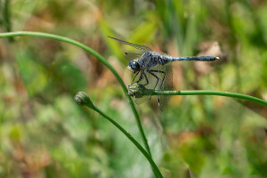 leucorrhinia albifrons leucorrhine a front blanc male leucorrhinia albifrons leucorrhine a front blanc male