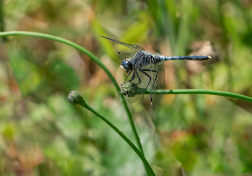 leucorrhinia albifrons  leucorrhine a front blanc  male