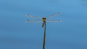 leucorrhinia albifrons leucorrhine a front blanc male leucorrhinia albifrons leucorrhine a front blanc male