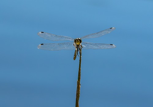 leucorrhinia albifrons  leucorrhine a front blanc  male