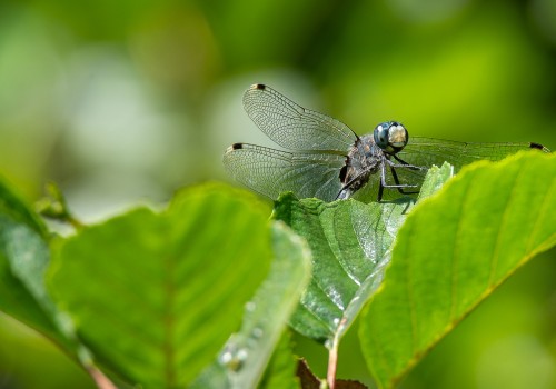 leucorrhinia albifrons  leucorrhine a front blanc  male