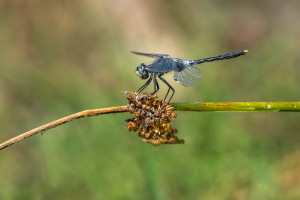 leucorrhinia albifrons leucorrhine a front blanc male leucorrhinia albifrons leucorrhine a front blanc male