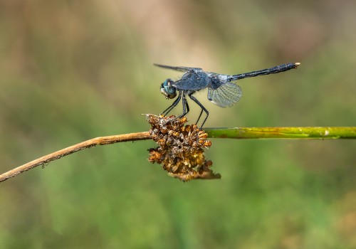 leucorrhinia albifrons  leucorrhine a front blanc  male