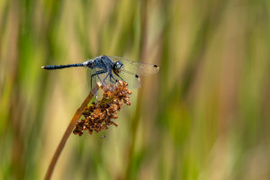 leucorrhinia albifrons leucorrhine a front blanc male leucorrhinia albifrons leucorrhine a front blanc male