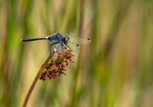 leucorrhinia albifrons  leucorrhine a front blanc  male