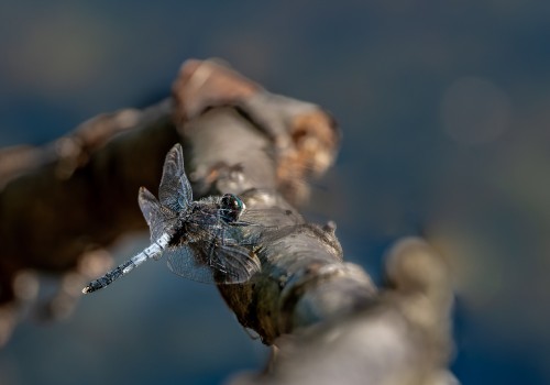 leucorrhinia caudalis  leucorrhine a large queue  male