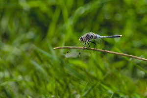 leucorrhinia caudalis leucorrhine a large queue male leucorrhinia caudalis leucorrhine a large queue male