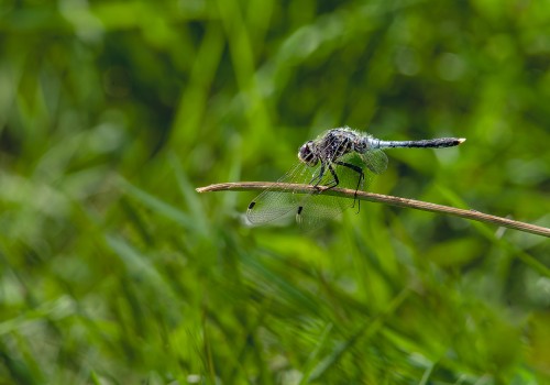 leucorrhinia caudalis  leucorrhine a large queue  male
