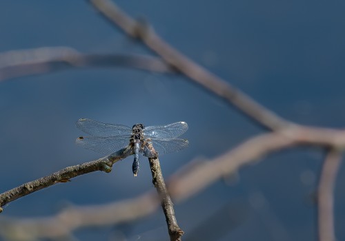 leucorrhinia caudalis  leucorrhine a large queue  male