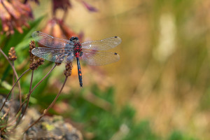 leucorrhinia dubia leucorrhine douteuse male leucorrhinia dubia leucorrhine douteuse male