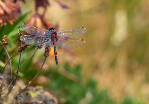 leucorrhinia dubia   leucorrhine douteuse male