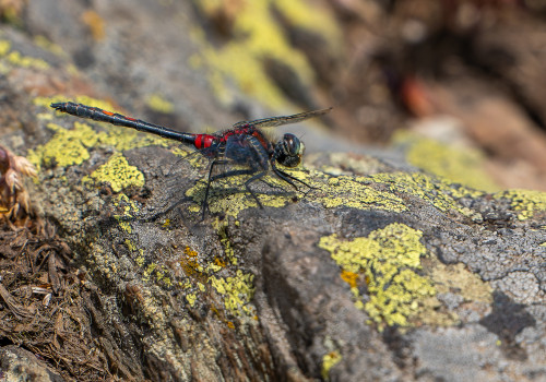 leucorrhinia dubia   leucorrhine douteuse male