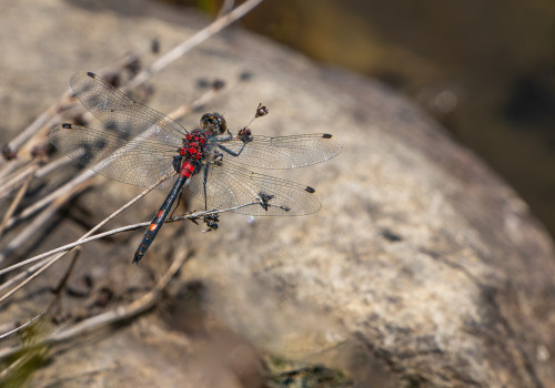leucorrhinia dubia   leucorrhine douteuse male
