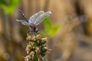 leucorrhinia dubia leucorrhine douteuse male leucorrhinia dubia leucorrhine douteuse male
