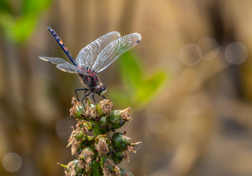 leucorrhinia dubia   leucorrhine douteuse male