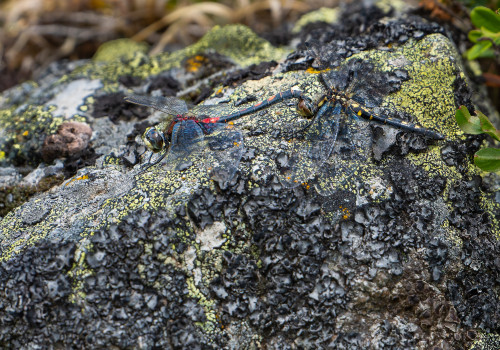 leucorrhinia dubia   leucorrhine douteuse tandem