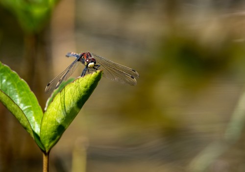 leucorrhinia dubia  la leucorrhine douteuse 