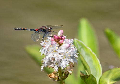 leucorrhinia dubia  la leucorrhine douteuse 