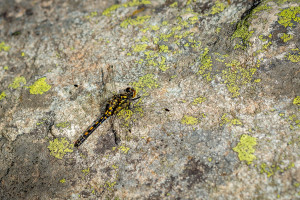 leucorrhinia dubia la leucorrhine douteuse leucorrhinia dubia la leucorrhine douteuse