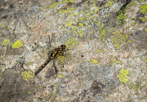 leucorrhinia dubia  la leucorrhine douteuse 
