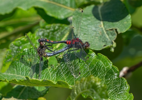 leucorrhinia dubia  la leucorrhine douteuse  coeur copulatoire