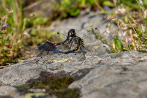 leucorrhinia dubia la leucorrhine douteuse couple leucorrhinia dubia la leucorrhine douteuse couple