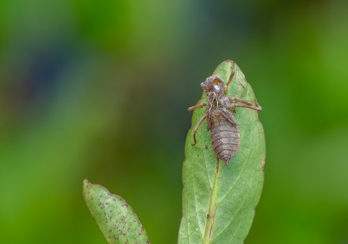 leucorrhinia dubia  la leucorrhine douteuse  exuvie