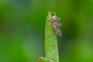leucorrhinia dubia la leucorrhine douteuse exuvie leucorrhinia dubia la leucorrhine douteuse exuvie