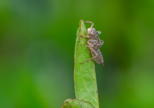 leucorrhinia dubia  la leucorrhine douteuse  exuvie