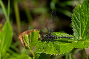 leucorrhinia dubia la leucorrhine douteuse femelle leucorrhinia dubia la leucorrhine douteuse femelle