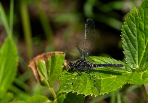 leucorrhinia dubia  la leucorrhine douteuse  femelle
