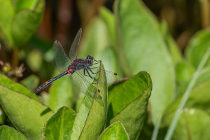 leucorrhinia dubia la leucorrhine douteuse male 10 leucorrhinia dubia la leucorrhine douteuse male 10