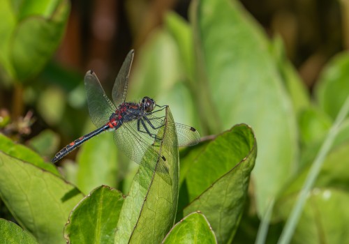 leucorrhinia dubia  la leucorrhine douteuse  male 10