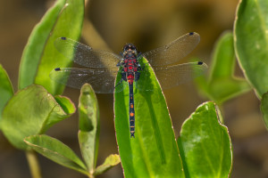 leucorrhinia dubia la leucorrhine douteuse male 10 leucorrhinia dubia la leucorrhine douteuse male 10